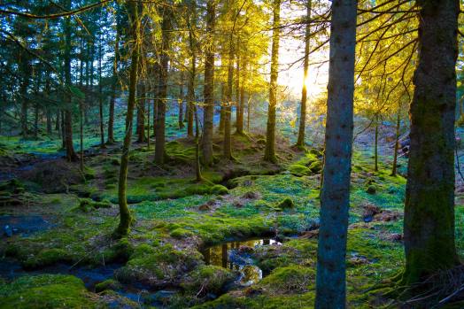 Dette er nok en grunn til å bli forelsket i Bergen, Norge... (2)